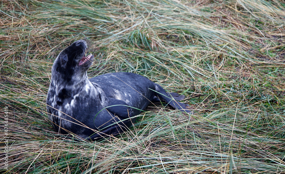 Fototapeta premium Atlantic grey seals on the beach
