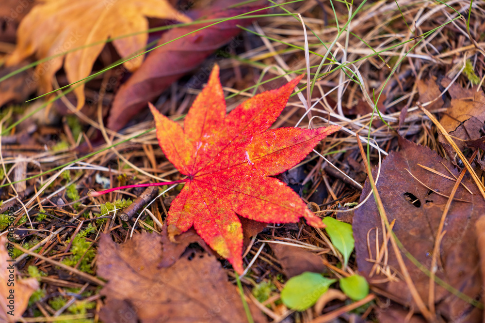 red maple leaf