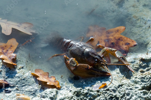 Bild auf Leinwand Danube or Galician crayfish on the beach of a lake