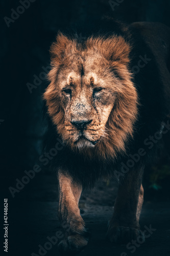 The king of the beasts. Leo takes a walk. May aesthetic and calm. Focused on the animal