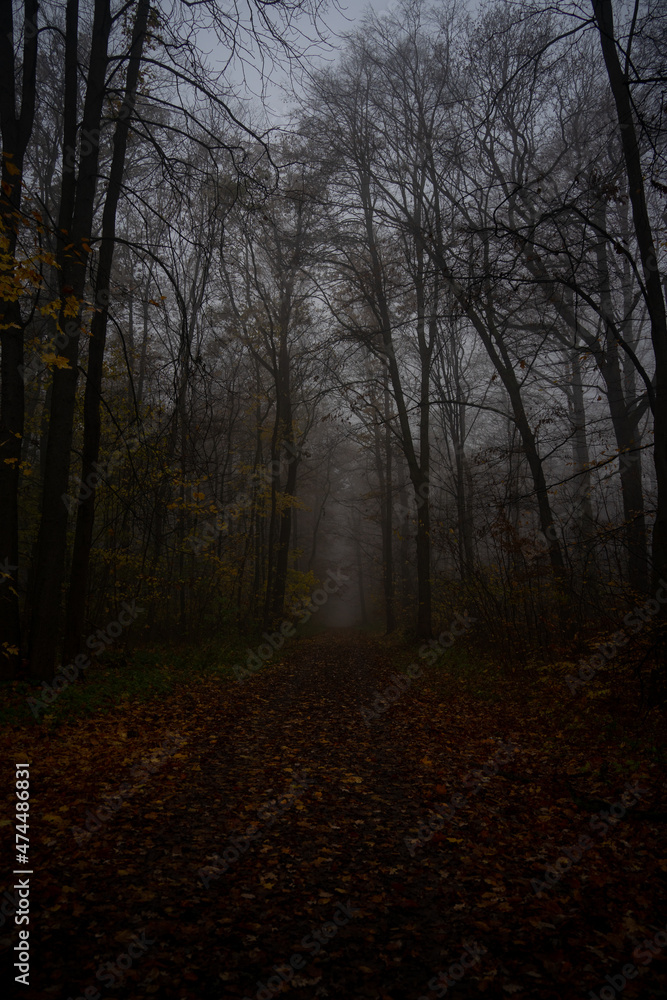 Fototapeta premium Wald im Herbst