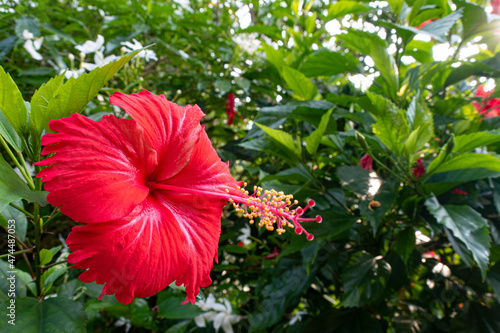 Beautiful exotic flowers in the tropics.