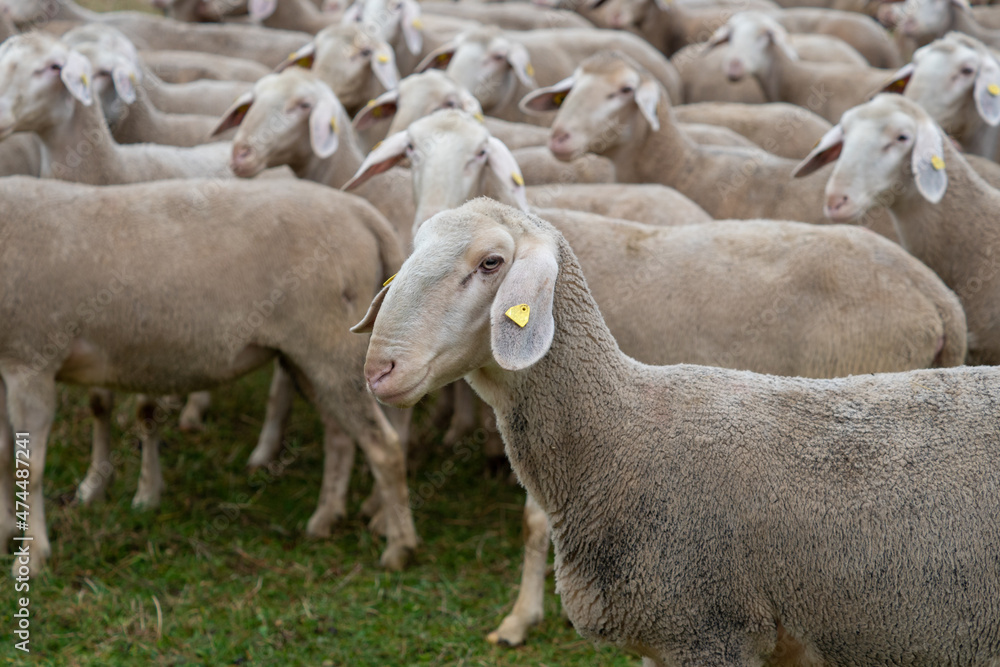 Obraz premium Schafherde