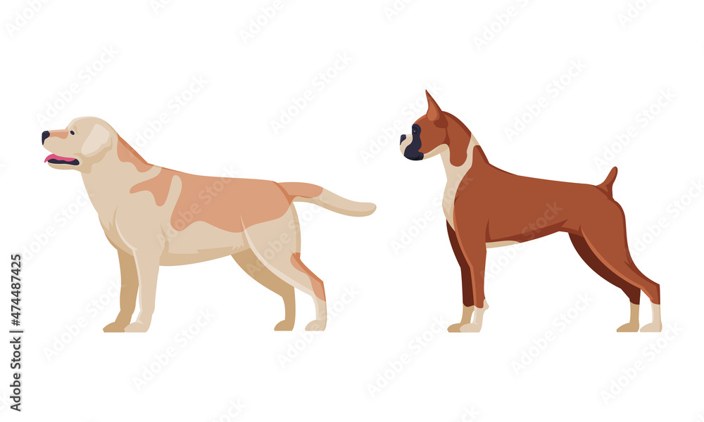 Purebred Dog as Domestic Pet Animal in Standing Pose Side View Vector Set Purebred Dog as Domestic Pet Animal in Standing Pose Side View Vector Set