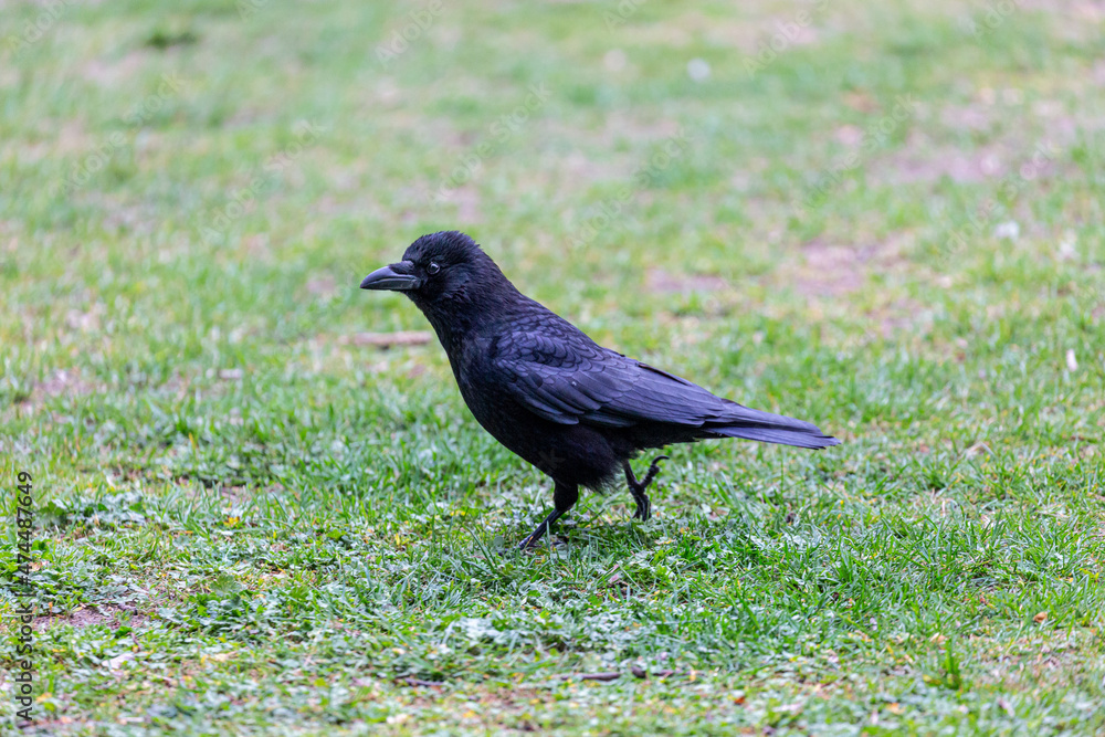 Crow walking on grass field in a park Crow walking on grass field in a park