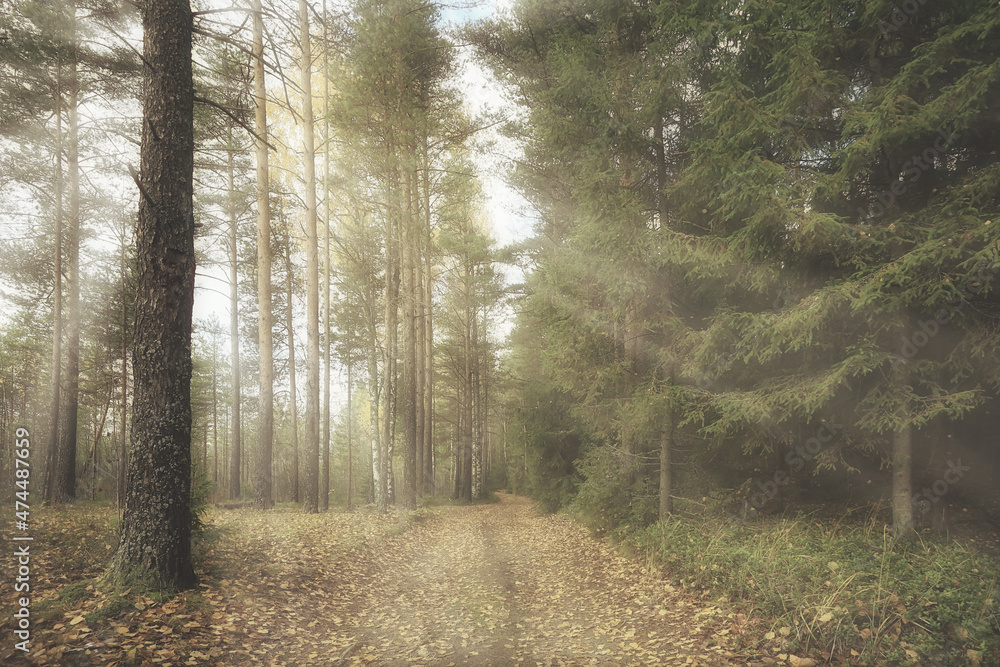 Fototapeta premium autumn landscape background, sun rays in the forest, park, trees seasonal view October