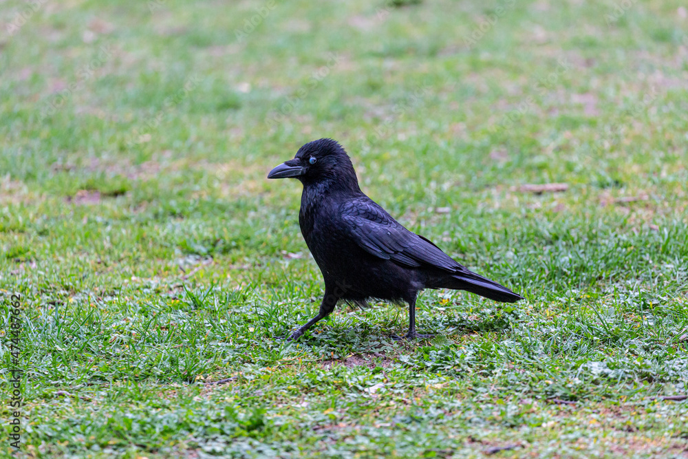 Crow walking on grass field in a park Crow walking on grass field in a park