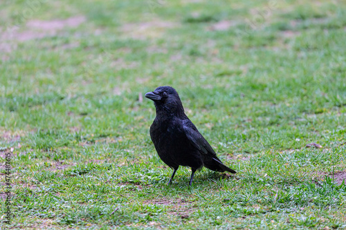 Crow walking on grass field in a park