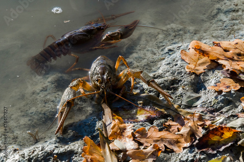 Danube or Galician crayfish on the beach of a lake © belizar
