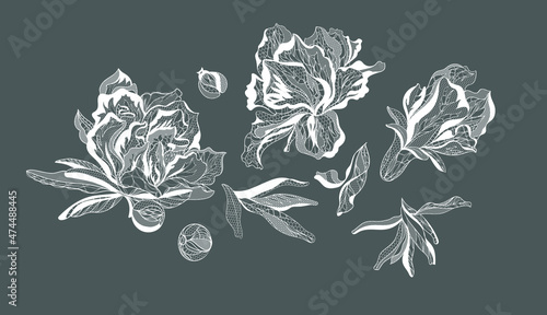 Pomergranate flower. Bouquet, vector illustration photo