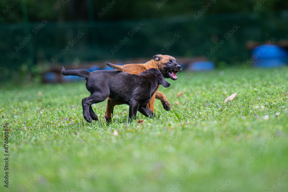 Belgian malinois and black labrador retriever puppies playing Belgian malinois and black labrador retriever puppies playing