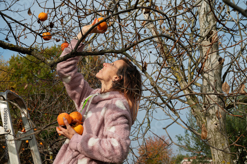 Woman harvesting organic homegrown persimmon fruit