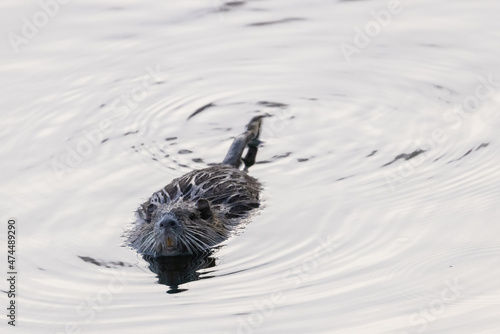 coypu swimming in the Rhône at the end of the day