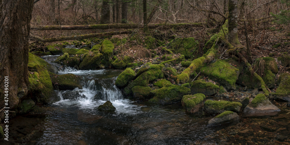 The riverbed of the mountain stream is overgrown with moss. Autumn.