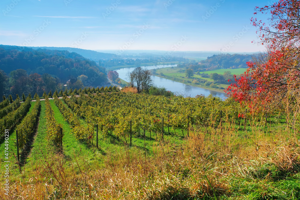 Blick über herbstliche Weinberge an der Elbe in Sachsen, Deutschland - view over autumn vineyards near the river Elbe in Saxony