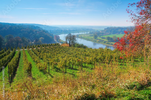 Blick   ber herbstliche Weinberge an der Elbe in Sachsen  Deutschland - view over autumn vineyards near the river Elbe in Saxony