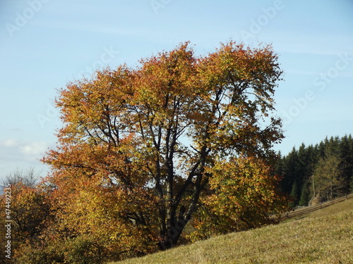 Beautiful tree in autumn