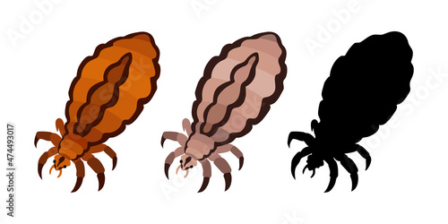 Head louse, parasite insect, bloodsucker. Silhouette. Color vector illustration isolated on a white background in a cartoon and flat design.