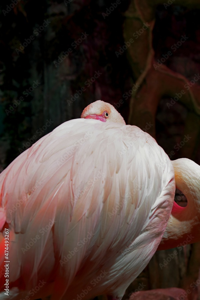 Fototapeta premium pink flamingo portrait