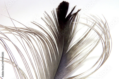 Close photo of a common crane with white background