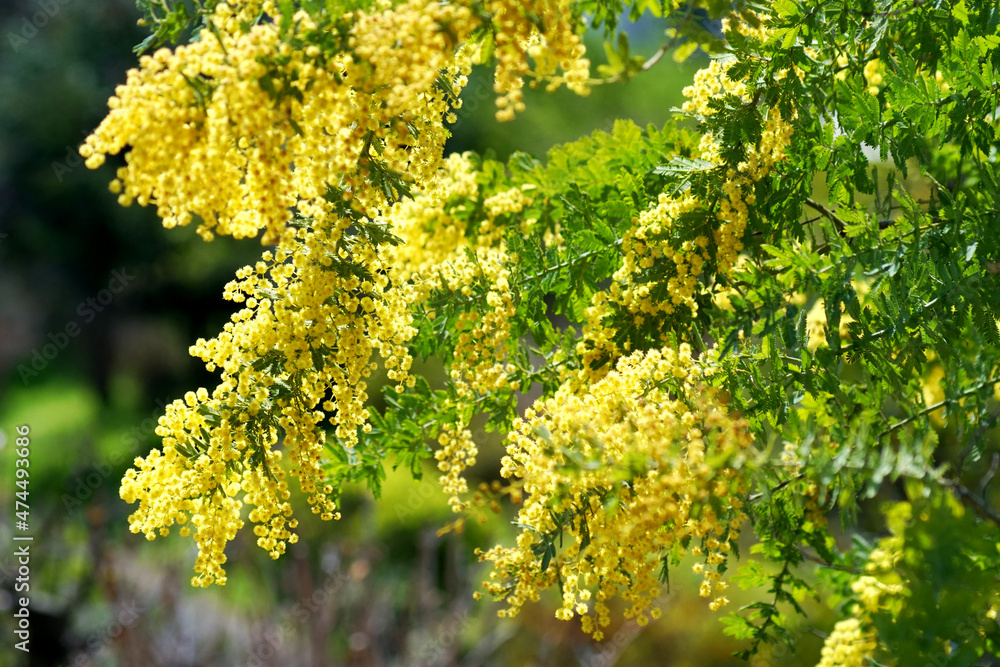 ミモザ の花と木 ミモザ の花と木