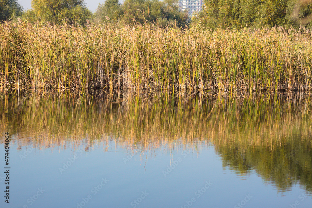 Obraz premium Reed reflecting on lake landscape view of