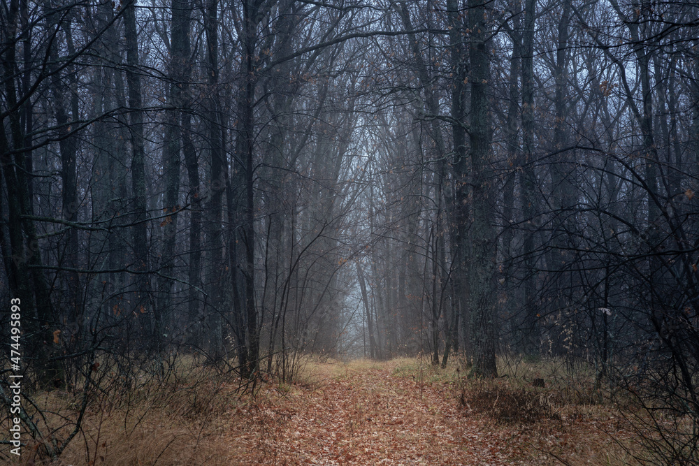 Obraz premium Mystical autumn oak forest in light fog with dark trunks and branches over a carpet of fallen leaves