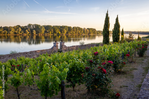 Vue sur des vignes du jardin méditerranéen en bordure de Loire près d'Angers dans le Maine-et-Loire dans la région des Pays de la Loire photo