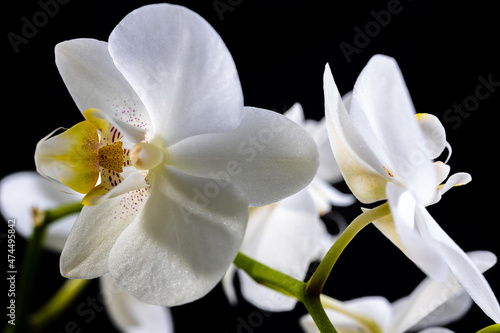 Fototapeta Naklejka Na Ścianę i Meble -  Orchidee