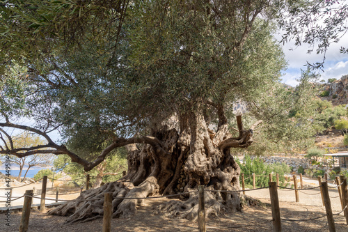 Legendary two thousand years old monumental olive tree in Azorias, Crete, Greece photo