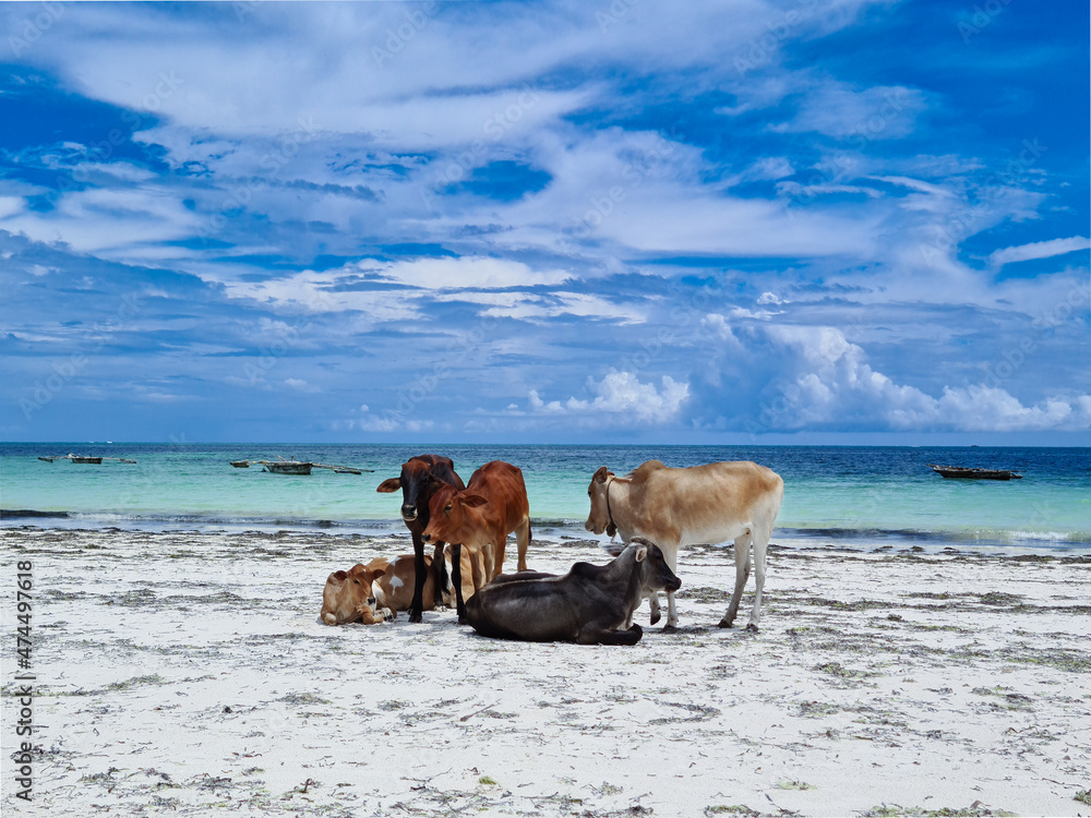 Family of cows laying and walking along the beach near sea water of Zanzibar island, Indian Ocean, Kiwengwa, Tanzania, Africa. Cows, bull and calf. Family of cows laying and walking along the beach near sea water of Zanzibar island, Indian Ocean, Kiwengwa, Tanzania, Africa. Cows, bull and calf.