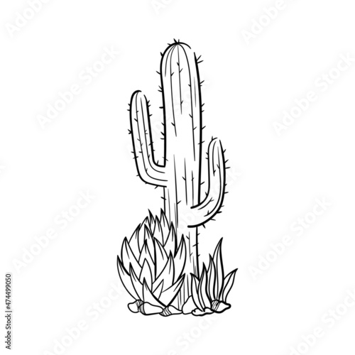 flora cactus plant stones succulents