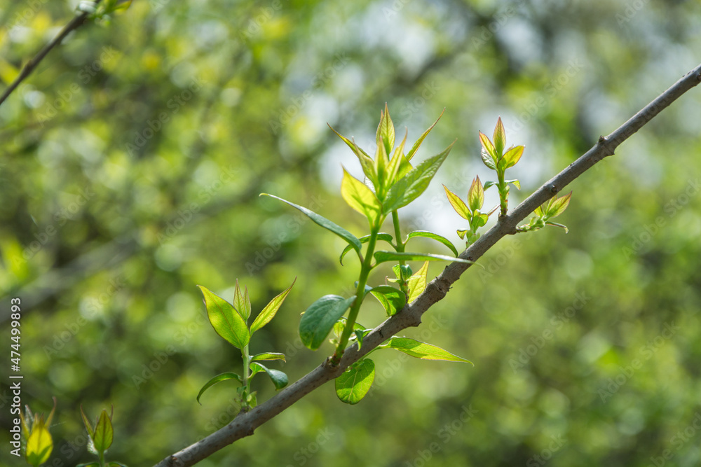 Branches and leaves sprouting in the sun Branches and leaves sprouting in the sun