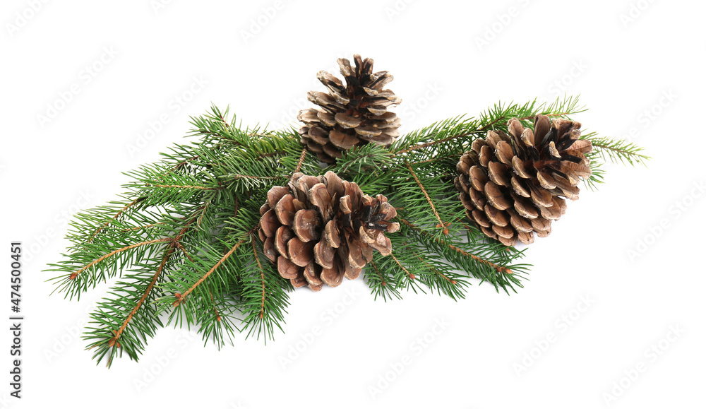 Beautiful fir tree branches with pinecones on white background Beautiful fir tree branches with pinecones on white background