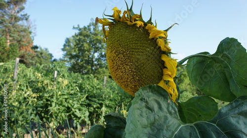 Big yellow flower, sunflower in the garden.
