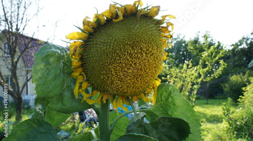 Big yellow flower, sunflower in the garden.