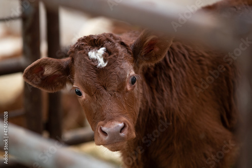 Fototapet Limousin calf posing for camera in stable