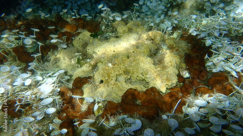 Stinker sponge (Sarcotragus fasciculatus) undersea, Aegean Sea, Greece, Halkidiki