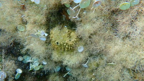 Stinker sponge  Sarcotragus fasciculatus  undersea  Aegean Sea  Greece  Halkidiki