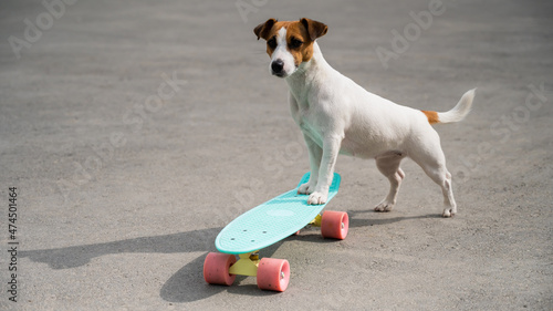 Jack russell terrier dog rides a penny board outdoors photo