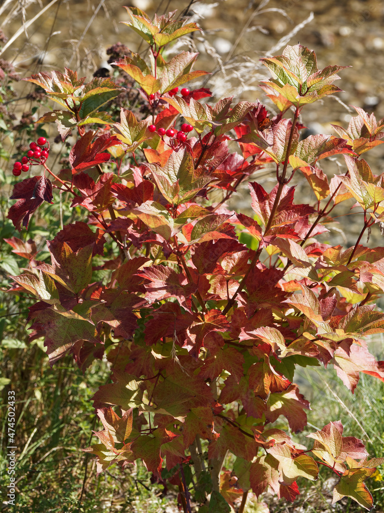 Viburnum opulus - La Viorne obier ou rose de Gueldre, arbuste aux petites baies en corymbes au bout de tiges à écorce rougeâtres garnies d'un feuillage lobé et palmé, vert et rougeoyant lie-de-vin Viburnum opulus - La Viorne obier ou rose de Gueldre, arbuste aux petites baies en corymbes au bout de tiges à écorce rougeâtres garnies d'un feuillage lobé et palmé, vert et rougeoyant lie-de-vin