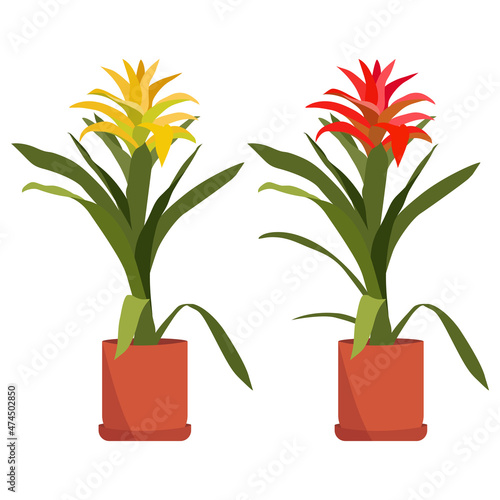 Red and yellow bromeliad guzmanias in pot, isolated on white background. Homemade houseplant
