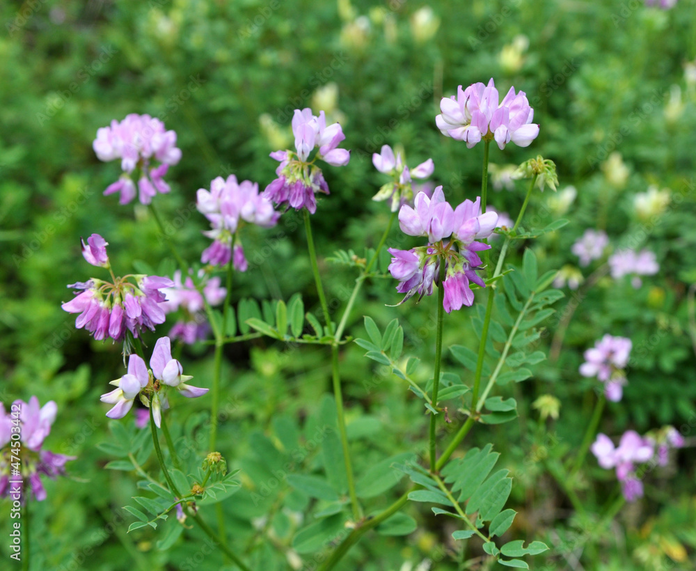 In nature, Securigera varia grows in herbs