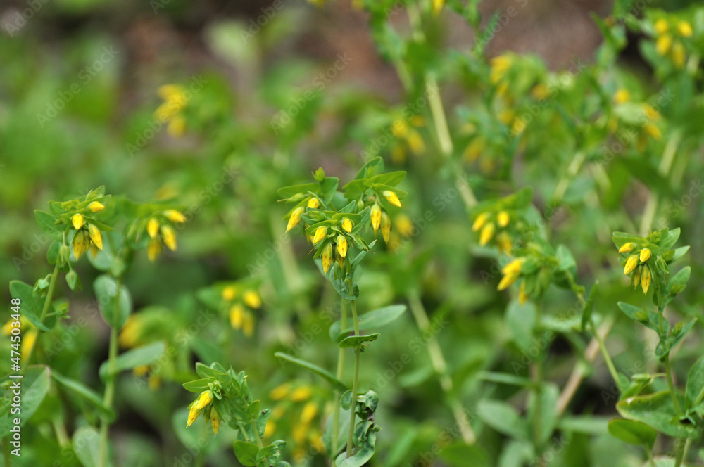 Cerinthe minor grows in nature Cerinthe minor grows in nature