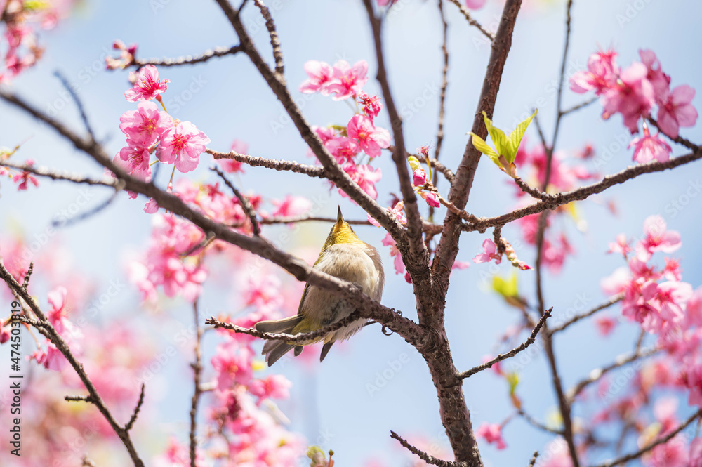 河津桜に飛び乗るメジロ 河津桜に飛び乗るメジロ