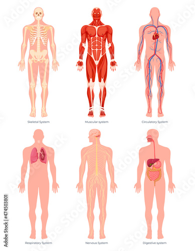 Educative anatomy physiology organ system human body set vector flat illustration. Infographic parts