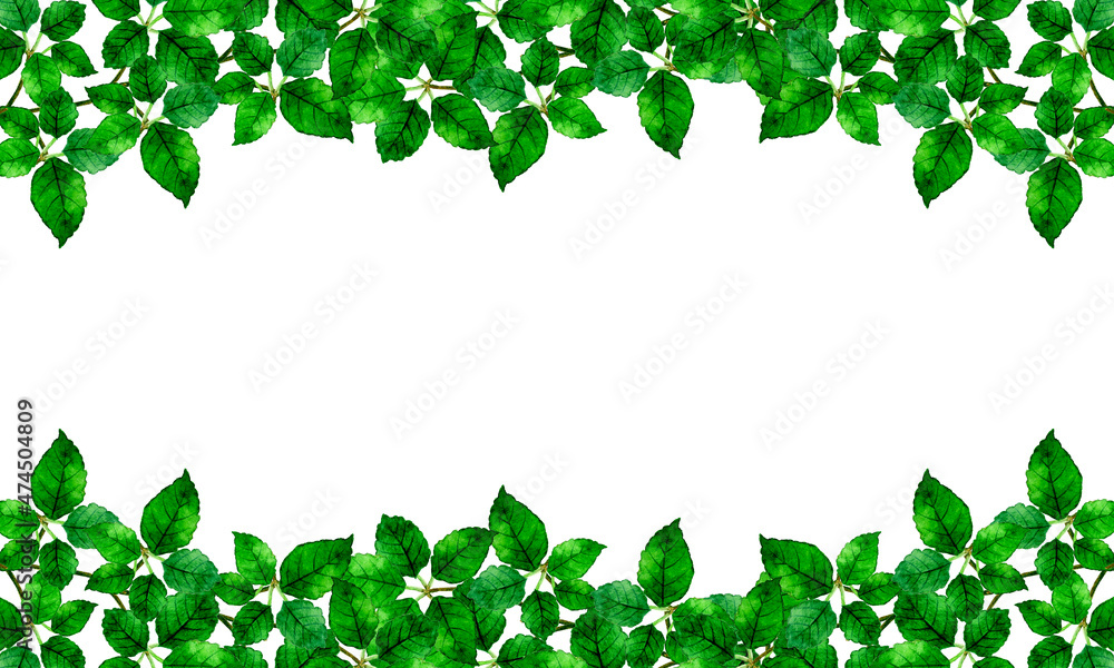 蔓の葉っぱの背景素材　緑の植物の手描き水彩イラスト