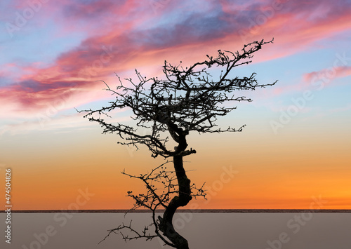 A bare tree at sunset