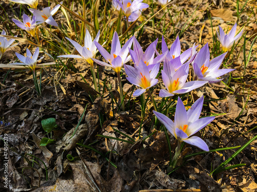 primroses in the mountains