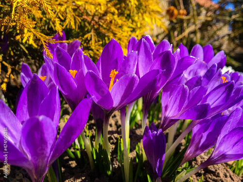 primroses purple
